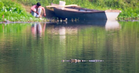 As Vadodara’s local body seeks to temporarily relocate 150 crocodiles, whatever happened to those relocated from the Statue of Unity in 2019?