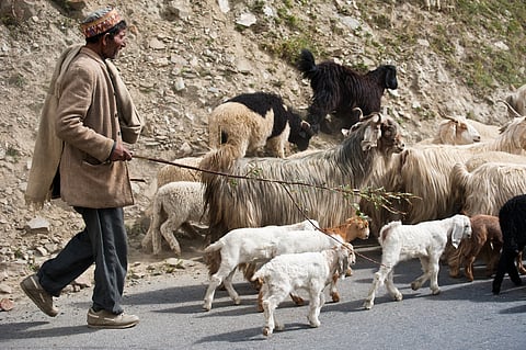 In Himachal Pradesh, pastoral communities have practiced pastoral livelihoods for generations