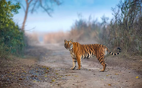 Tiger occupancy in India increased by 30% in 20 years, declined in high poverty, armed conflict regions