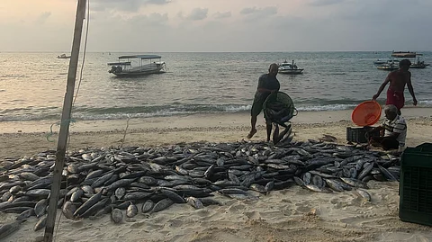 Tuna fishing in Lakshadweep