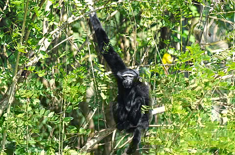 Guardians of Hollongapar
