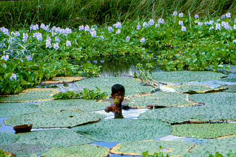 Budget 2025-26: Bihar to have 'Makhana Board' akin to government initiatives to promote tea, coffee