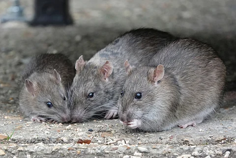 Major cities worldwide are witnessing surge in rat populations — and climate change could be the reason why
