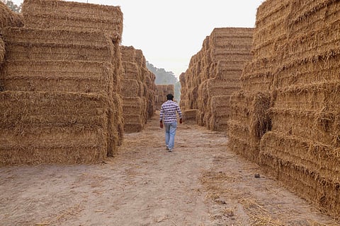 Biochars can be far more profitable and sustainable alternative to stubble burning