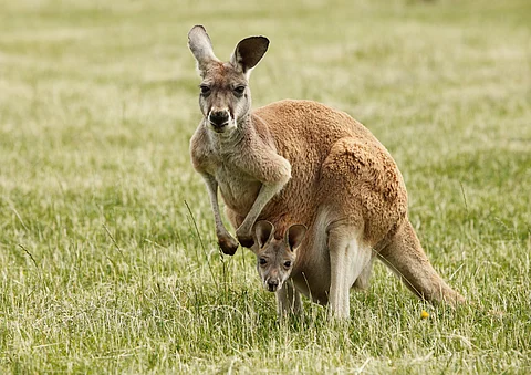 The researchers used the eastern grey kangaroo as a model species due to its abundance