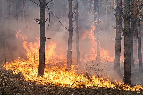 Rising climate-driven wildfires will alter how inventories calculate greenhouse gas emissions: Minal Pathak