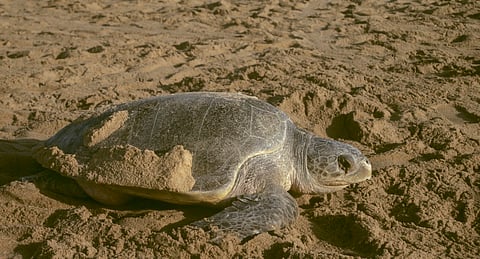 As New Zealand makes Taranaki a legal person, Odisha should do the same with Olive Ridleys, Chilika