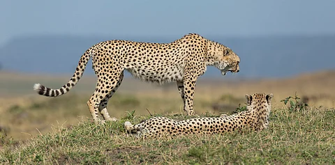 Project Cheetah in Kuno National Park not ‘environmentally just’: Paper