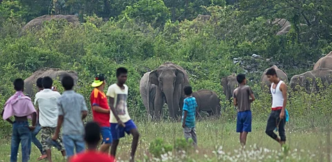 Study in northern Chhattisgarh offers new insights on human-elephant conflict & crop losses