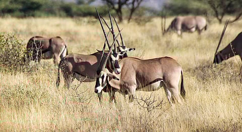 Kenya’s biodiversity is facing significant threats, finds report