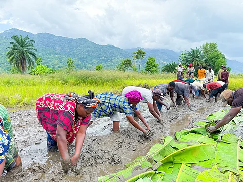 Asha Omary (in red) working with fellow farmers who lost support from the USAID climate resilience programme in Kiroka village, in the eastern Morogoro region.