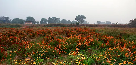 Is the spring season dying in India?
