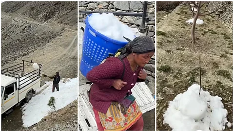 Himachal Pradesh: Desperate farmers in Kinnaur are scrambling snow from distant heights to protect apple orchards