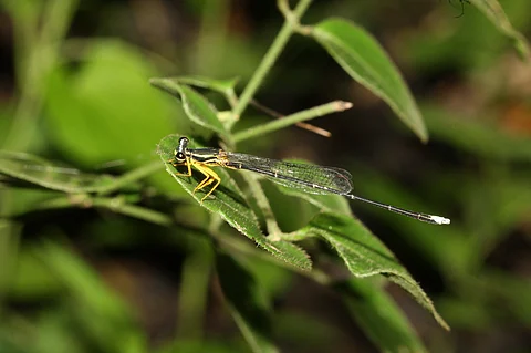 Newly identified Yellow bush dart (Copera marginipes)