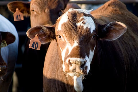 Almost half of world population potentially exposed to risks of zoonotic diseases, LMICs most vulnerable: Study