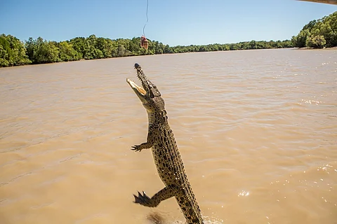 Northern Australia’s saltwater crocodiles unable to hunt due to increasing temperatures: Study
