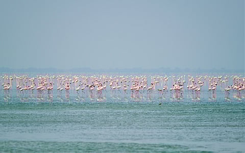 India adds wetlands to the global list. But are they really protected?