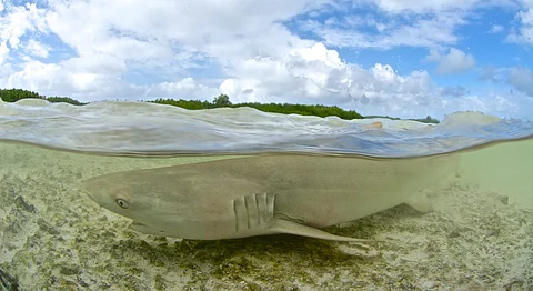 There were 47 ‘unprovoked’ shark attacks in 2024; bull sharks mostly responsible: International Shark Attack File