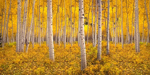 Insects and disease turn 22.8 million acres of Colorado’s forests into carbon sources: Report