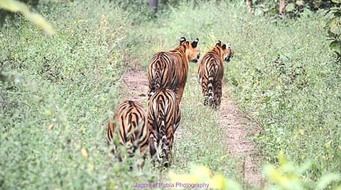 The forgotten magic of ‘Sher Darshan’ in Madhya Pradesh