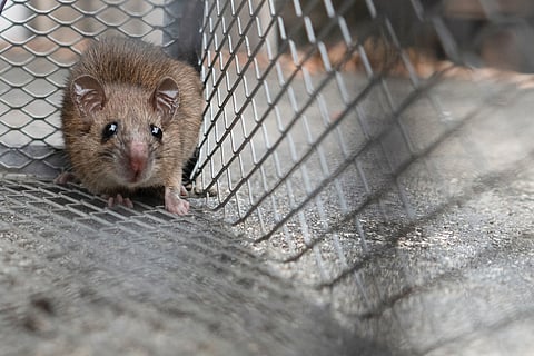 Lethal second-generation rat poisons are killing endangered quolls and Tasmanian devils