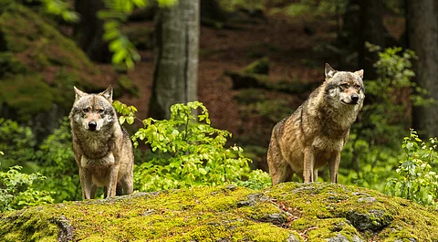 Bringing back the wolf to the Scottish Highlands can contribute to UK’s climate targets: Study