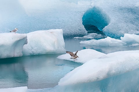 Loss of forests brought new birds to NZ during last Ice Age — we’re witnessing a similar process now