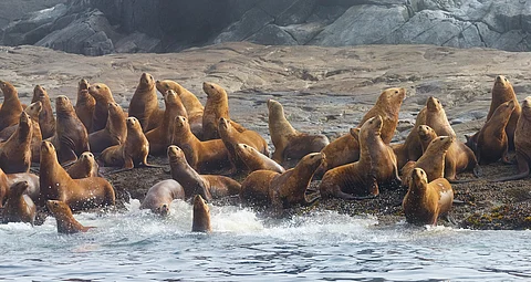 Arctic marine mammals suffer increased mortality, decreased reproductive rate due to marine heat waves: Study