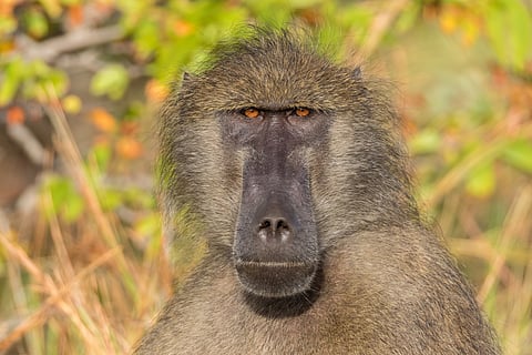 Baboons and human fear: A deep history behind the cruel attacks in South Africa