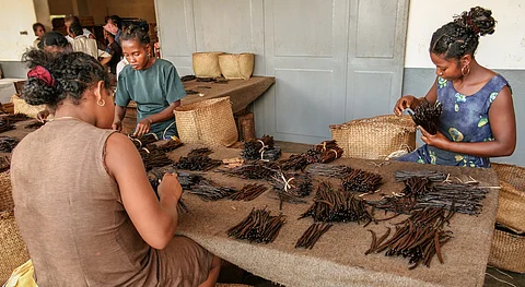 Rich countries driving biodiversity loss in other nations through agricultural, forestry imports