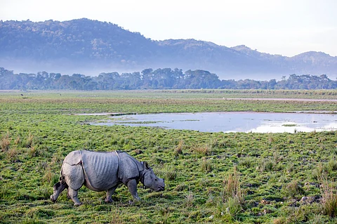 NGT does a U-turn on luxury hotels in Kaziranga