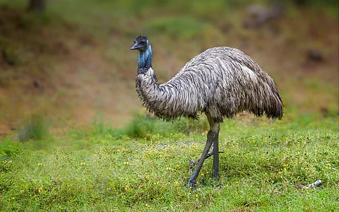 Emus and rheas not as ‘dumb’ as previously thought, finds study