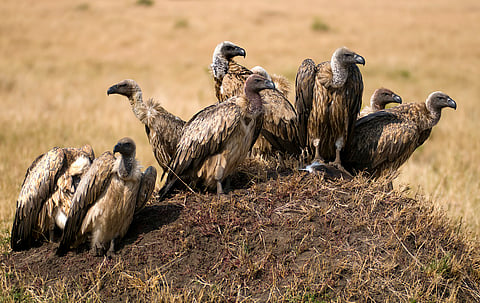 Vultures in Southern Africa provide ecosystem services totalling up to US $1.8 billion per year: Report