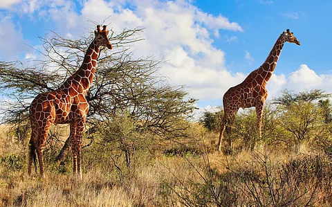 Giraffes’ gut flora determined by species, not diet: Study