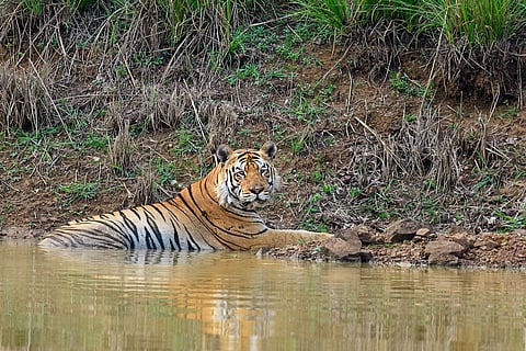Between 2020-21 and 2023-24, human deaths spiked due to elephant encounters, while deaths in tiger attacks saw a decline: SOE 2025