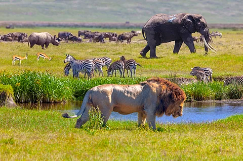 Wildlife conservation funds biased against smaller species as larger animals take lion's share: Study