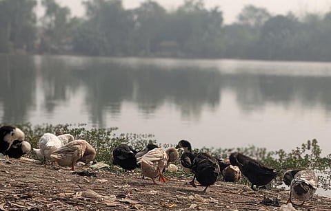 Bhabadighi – the lifeline of the village.