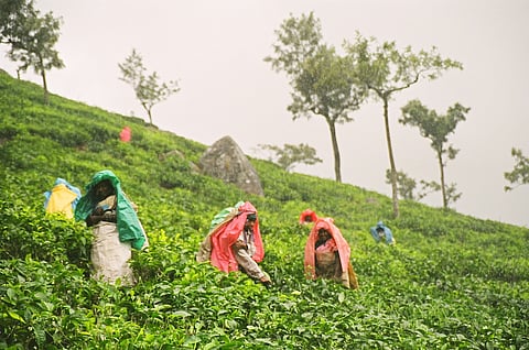 Tea estate labourers of Ooty are caught up between tradition and livelihood