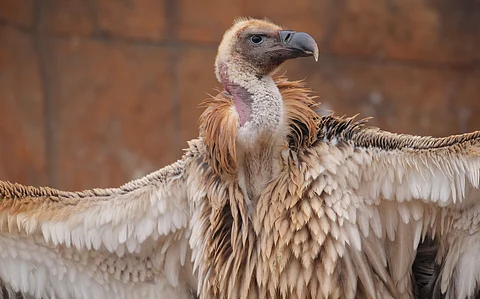 Cape Vultures spotted after 30 years in South Africa’s Eastern Cape