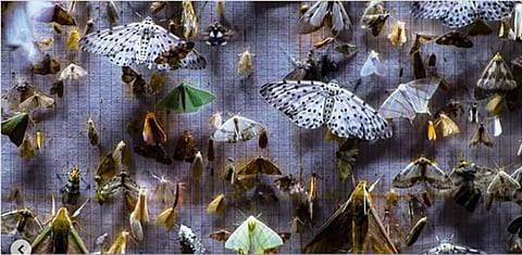 ‘Nocturnes’ is an enchanting story of mothing & friendship