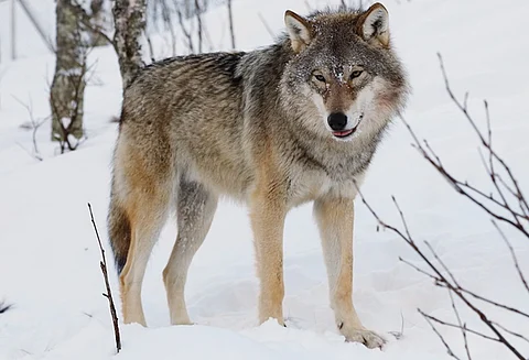 Conservation triumph: There are 21,500 wolves across Europe, finds study