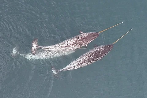 Sea unicorns: Narwhals studied for the first time using their tusks to hunt fish, forage and play