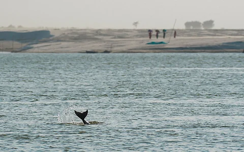 India has an estimated 6,327 river dolphins across eight states: Centre