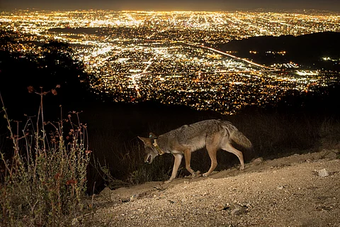 New study reveals how and why coyotes are thriving in the metropolis of Los Angeles