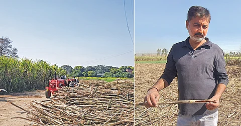 At Muzaffarnagar and other districts of western Uttar Pradesh, several farmers have reported that their sugarcane crops are infected by red rot. (Right) Sudheer Choudhary, a farmer from Nangla Mubarik village in Muzaffarnagar, shows the reddish discolouration of the internal tissues of an infected cane stalk