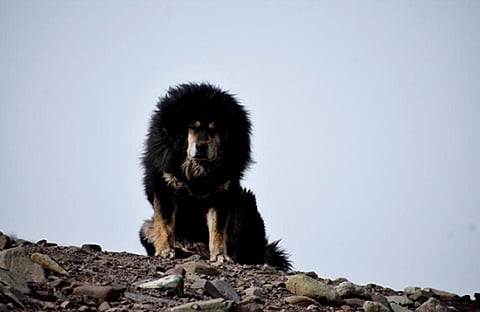 The Tibetan Mastiff is slowly disappearing from Ladakh