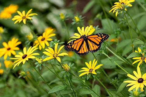 US butterfly populations plummet by 22% in two decades