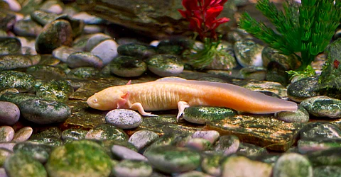 Two per cent of world’s amphibians already experiencing temperatures higher than tolerance levels