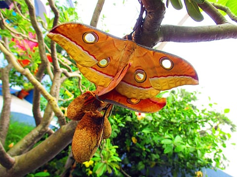 Gobar Times: Mystical moths