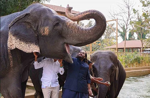South African organisation raises concern on large exports of wildlife to Vantara